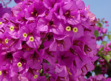 Bougainvillier violet